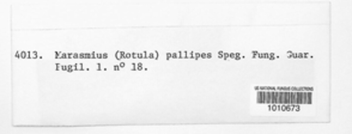 Marasmius pallipes image